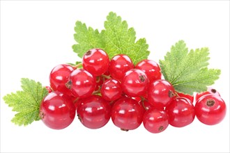 Red currants currant fruit fruit leaves berries fruit cropped against a white background