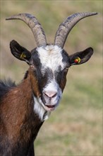 Tauernschecken domestic goat