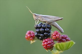 Grasshopper on blackberry