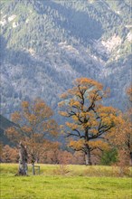 Deciduous trees in autumn colours