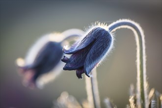 Meadow pasque flower