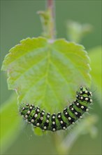 Caterpillar of a night peacock
