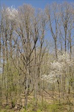 Mixed deciduous forest in early spring