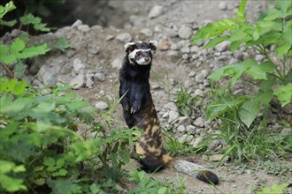 Marbled polecat