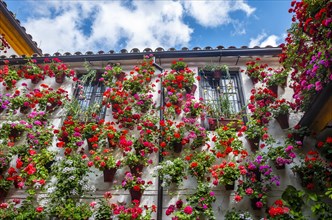 Many red geraniums in flower pots on the house wall