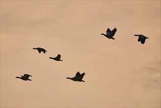Flying egyptian goose