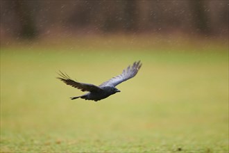 Flying carrion crow