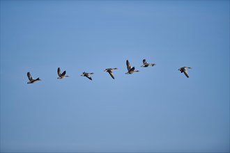 Flying Greylag goose