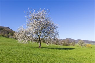 Orchard meadow