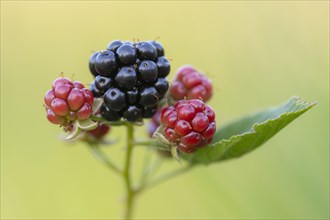 Fruit of the blackberry