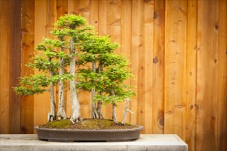 Beautiful bald cypress bonsai tree forest against A wood fence