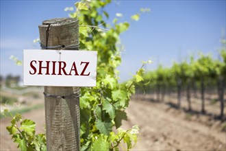 Shiraz sign on post at the end of a vineyard row of grapes