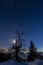 Gnarled tree under full moon and starry sky