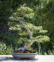 Beautiful elm bonsai tree on display outside