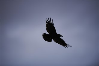 Flying carrion crow