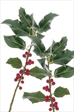 Branches of a holly