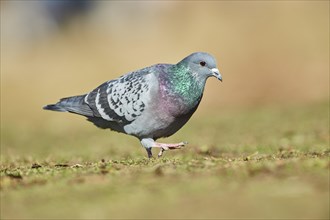 Pigeon