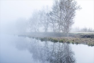 Leafless birches on the bank in the moor at morning fog