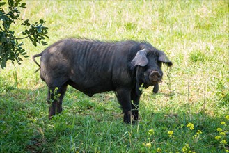 Iberian pig in a meadow in the shade