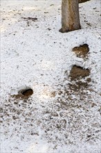 Feeding traces of a woodpecker at an ant hill in winter