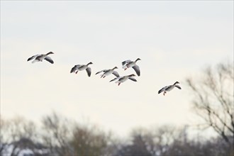 Landing greylag goose