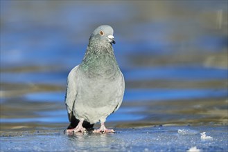 Pigeon