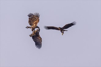 Young white-tailed eagles