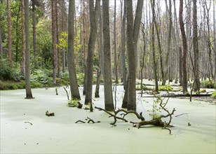 Alder forest in wetland with duckweed