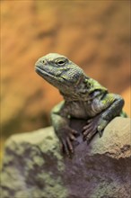 North African thorn-tailed dragon