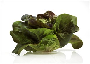 French lettuce called Rougette