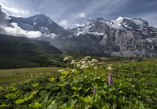 Flowers in front of the Eiger north face