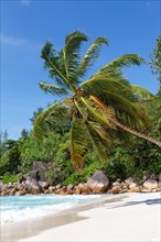 Anse Georgette beach palm sea water