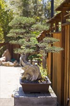 California juniper bonsai tree on display outside