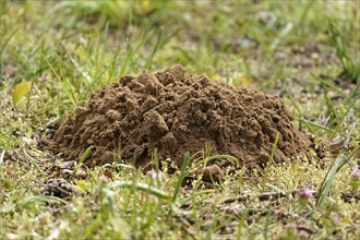 Mole mound in a meadow