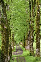 Tree avenue with heavily mossy mountain maples