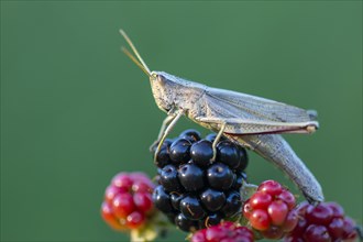 Grasshopper on blackberry