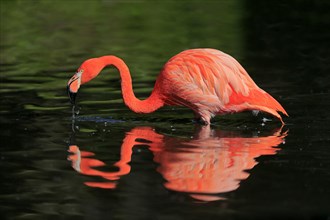 Cuban flamingo