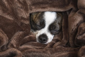 Small Chihuahua dog under blanket