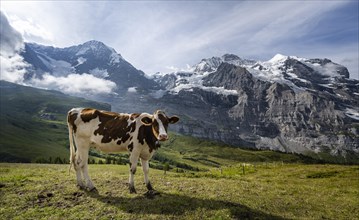 Cow in front of the Eiger north face