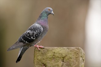 City dove