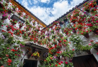 Many red geraniums in flower pots on the house wall