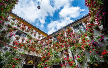 Many red geraniums in flower pots on the house wall