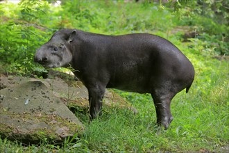Lowland tapir