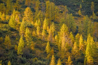 Yellow larches in autumn