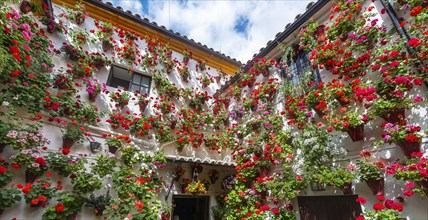 Many red geraniums in flower pots on the house wall