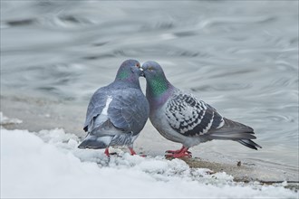 Pigeons