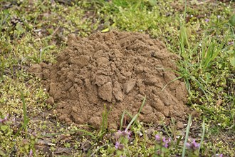 Mole mound in a meadow