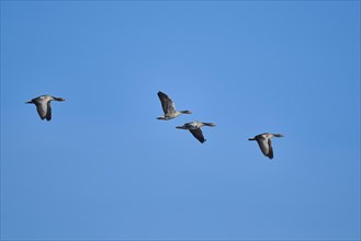 Flying Greylag geese