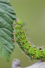 Caterpillar of a night peacock