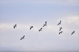 Flying egyptian goose